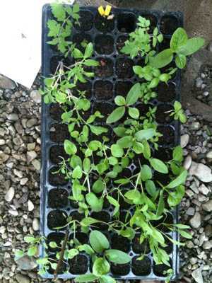 exotic organic seedlings for aquaponics garden seedlings