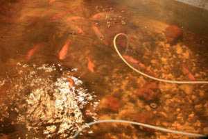 tilapia-fish-costa-rica tilapia-fish-costa-rica