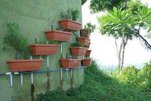 Eve Sibley's Wall of Salad, Costa Rica Style