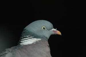 Pigeon