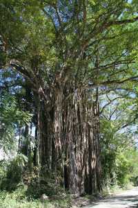 Costa Rica banyan tree