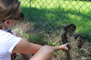 Spider Monkey Reintroduction Program at Curu