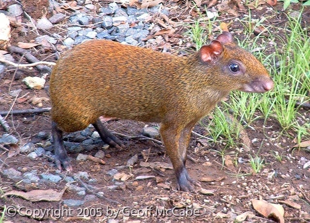 Agouti at Anamaya Resort