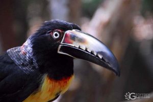Collared Aracari