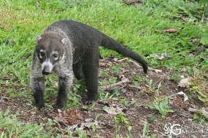 Coati Costa Rica - Pizote