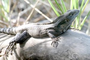 Ctenasaur / Iguana of Costa Rica
