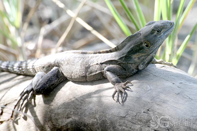 Ctenasaur / Iguana of Costa Rica