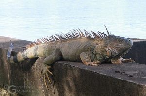 Green Iguana Costa Rica