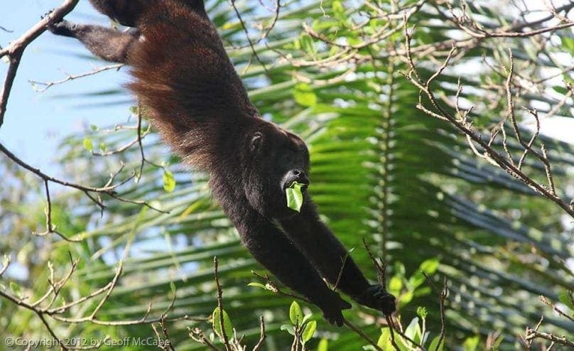Costa Rica Howler Monkey