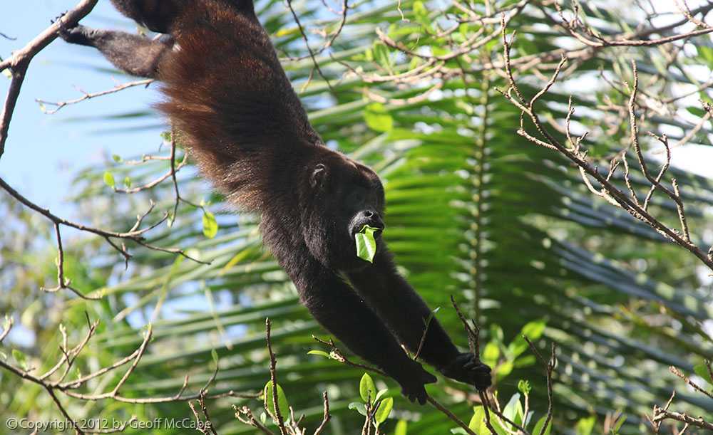 Costa Rica Howler Monkey