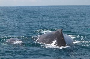 Humpback Whales in Costa Rica