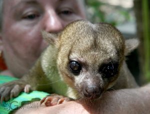 Kinkajou
