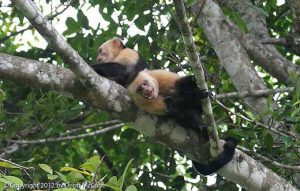 White Faced Capuchin Monkeys in Costa Rica