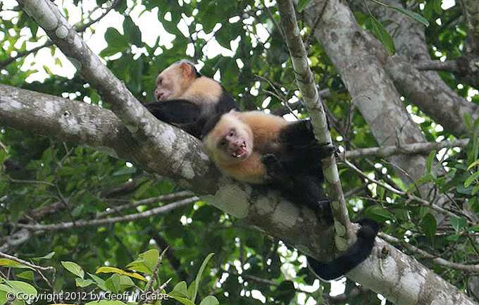 White Faced Capuchin Monkeys in Costa Rica