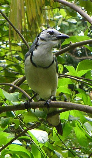White-throated magpie jay of Costa Rica