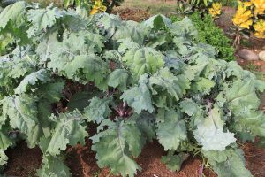 Costa Rica Superfoods - Kale