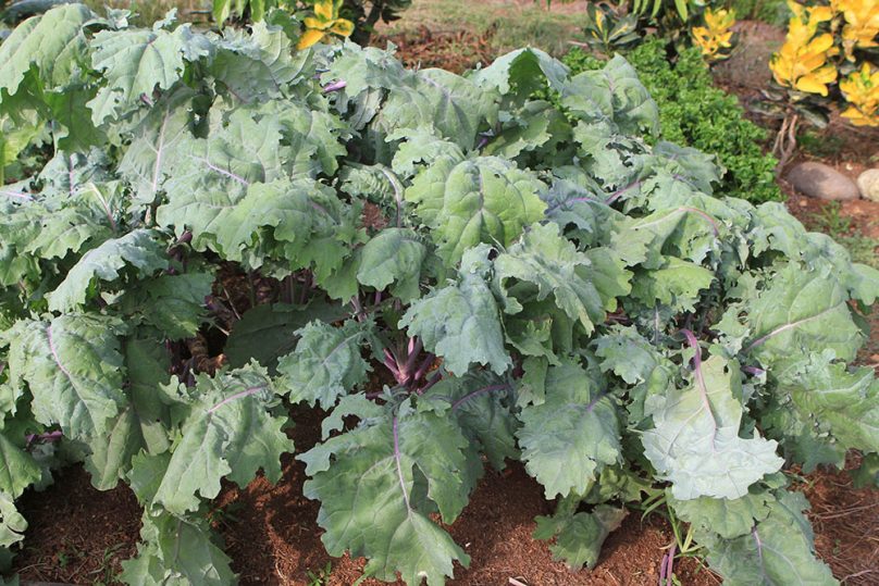 Costa Rica Superfoods - Kale