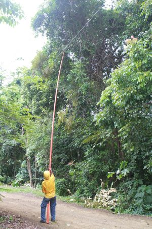 ICE Trimming the Trees