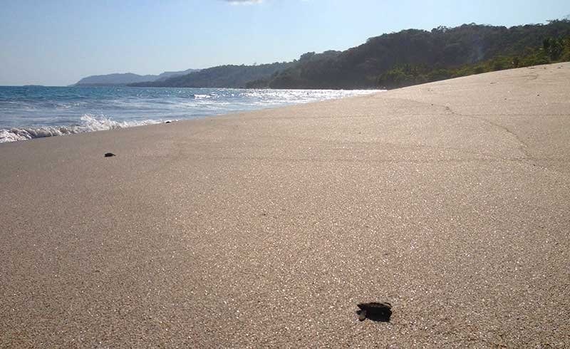 Baby Turtles Hatching On Montezuma Beach