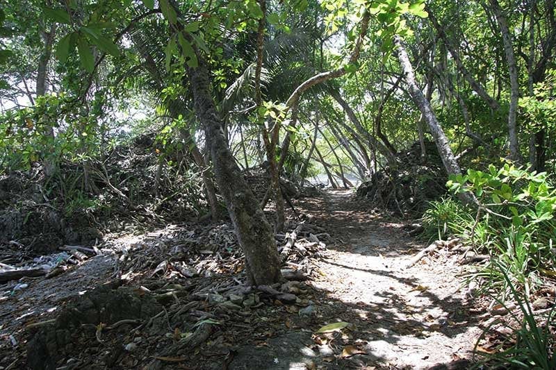 Jungle Trail To The Beach