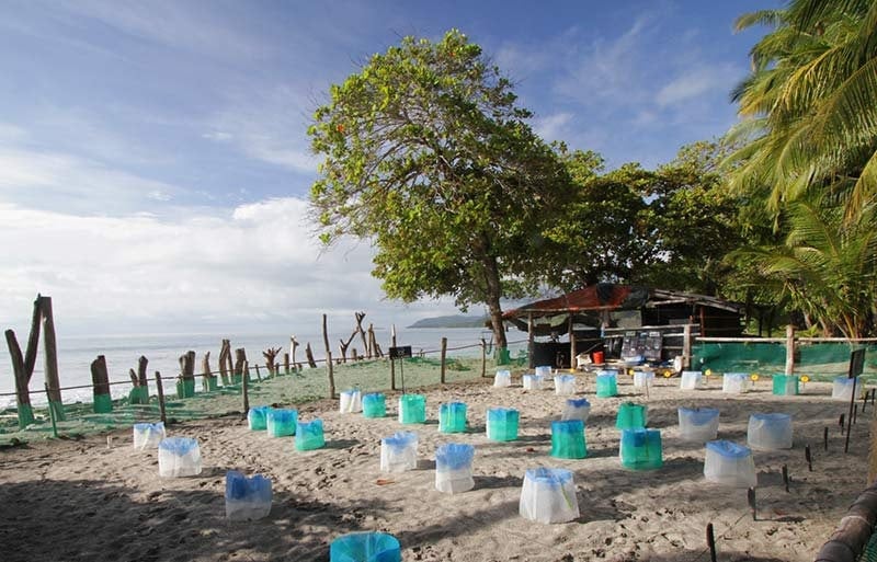 Romela Turtle Sanctuary